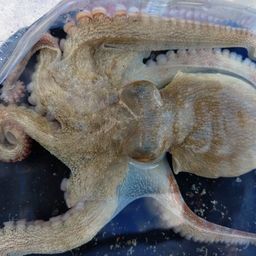 タコ