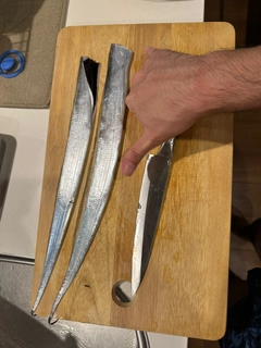 タチウオの釣果