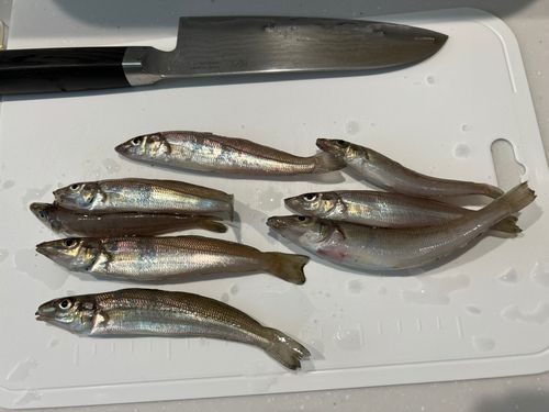 シロギスの釣果