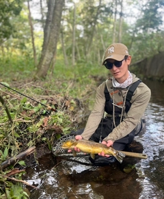 ブラウントラウトの釣果