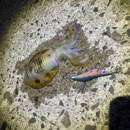アオリイカ