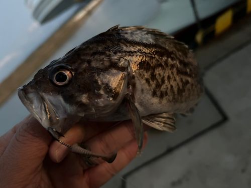 クロソイの釣果