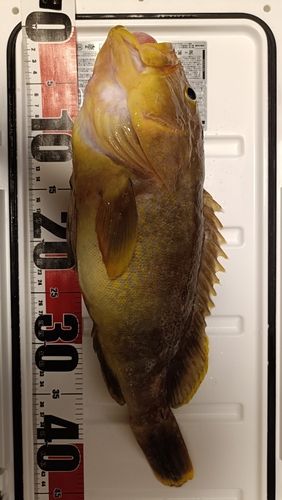 アオハタの釣果