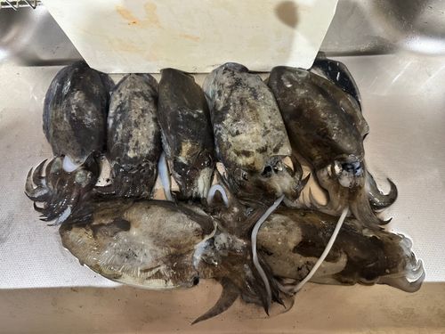 コウイカの釣果