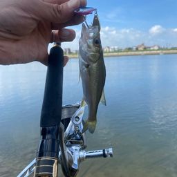 セイゴ（マルスズキ）