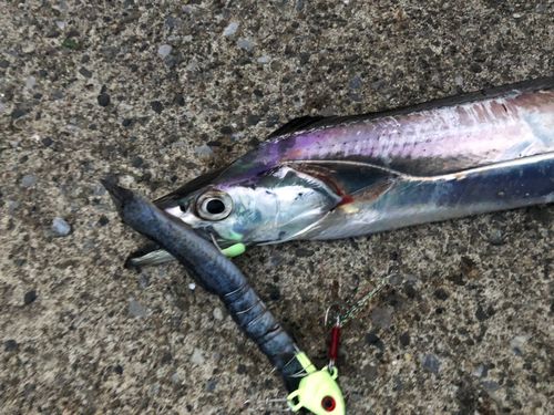 タチウオの釣果