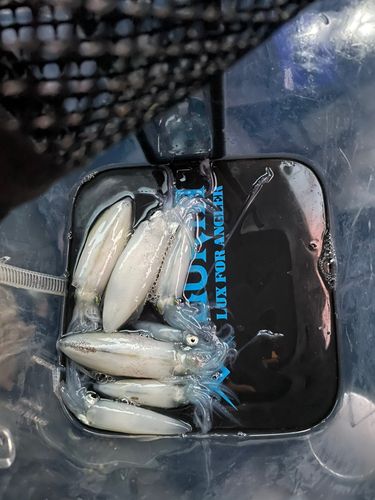 マメイカの釣果