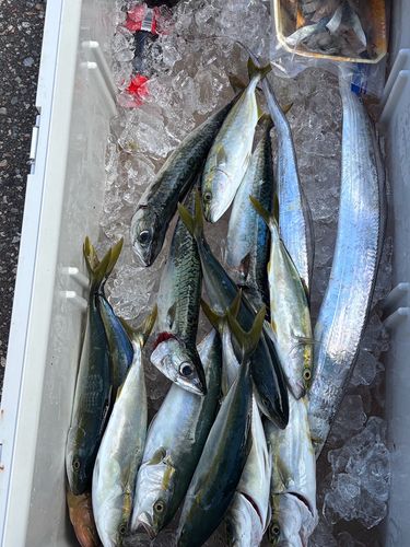コズクラの釣果