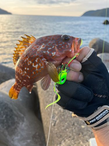 キジハタの釣果