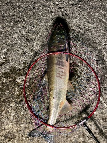 アキアジの釣果