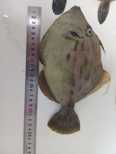 カワハギの釣果