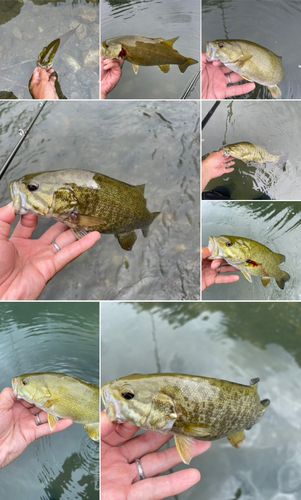 スモールマウスバスの釣果