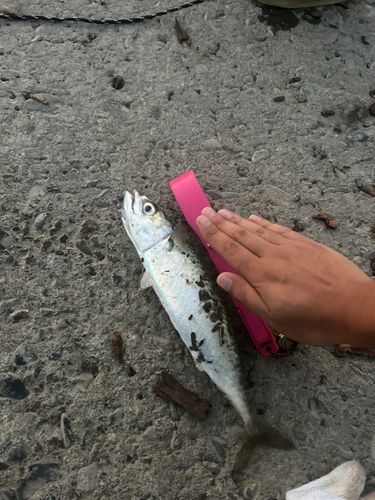 釣果