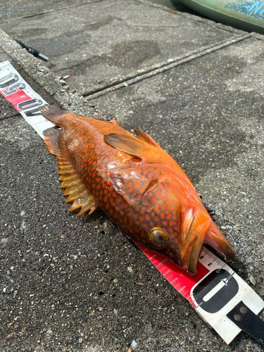キジハタの釣果