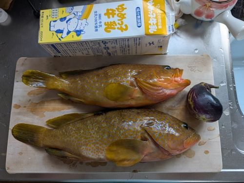 キジハタの釣果