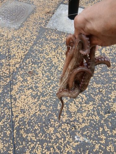 マダコの釣果