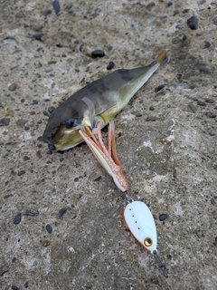 シロサバフグの釣果