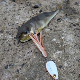 シロサバフグ