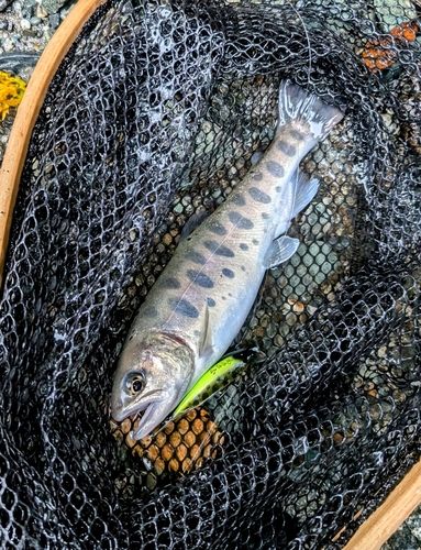 ヤマメの釣果