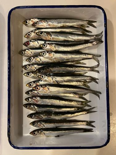 カタクチイワシの釣果