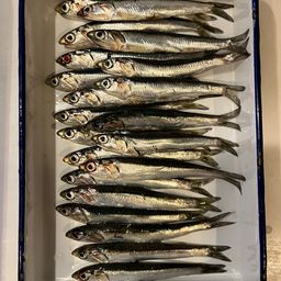 カタクチイワシ