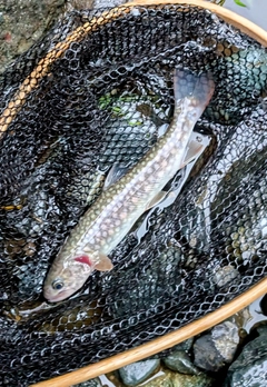 イワナの釣果