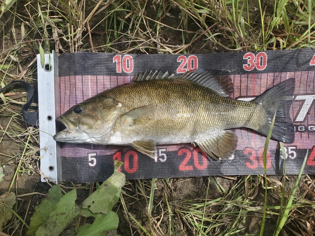 スモールマウスバス