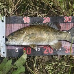 スモールマウスバス