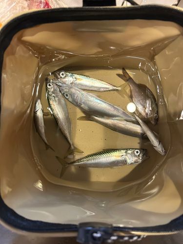 サバの釣果