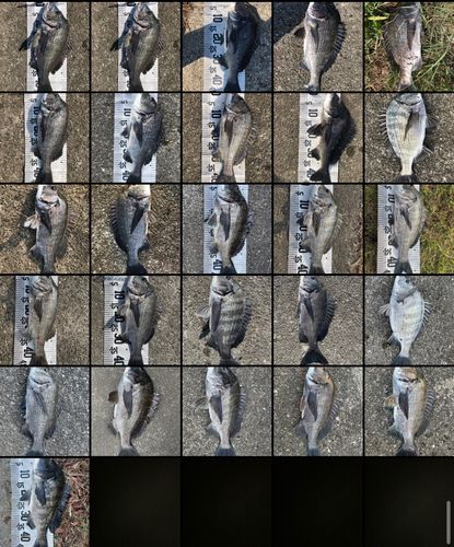 チヌの釣果