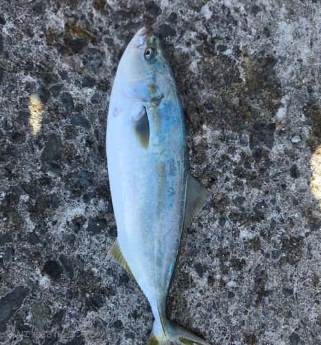 イナダの釣果
