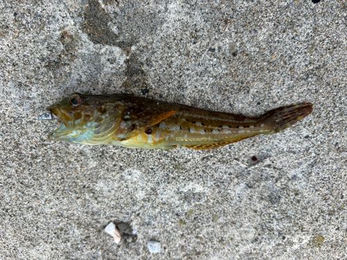 アナハゼの釣果