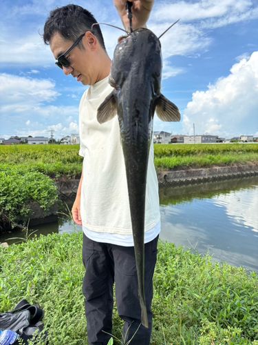 ナマズの釣果