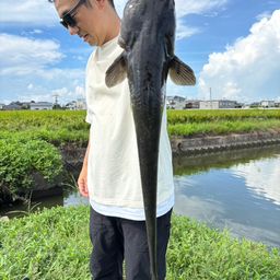 ナマズ