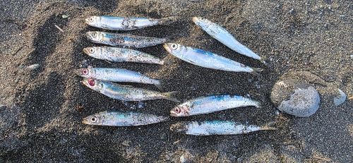小八幡海岸