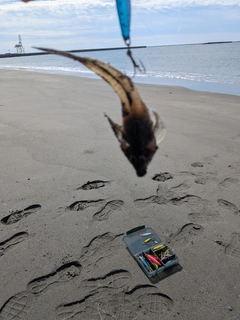 コチの釣果