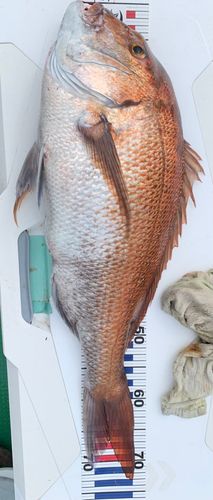 タイの釣果