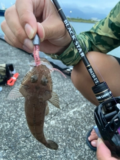 マゴチの釣果