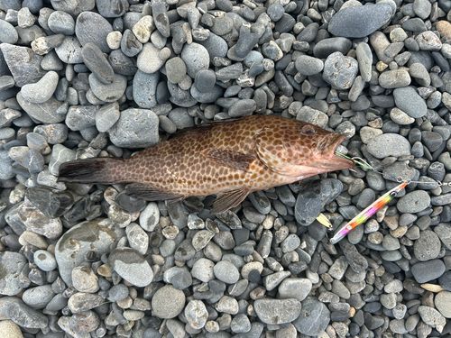 オオモンハタの釣果