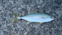 フクラギの釣果