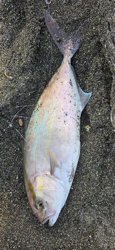 ショゴの釣果