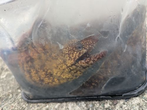 ウツボの釣果