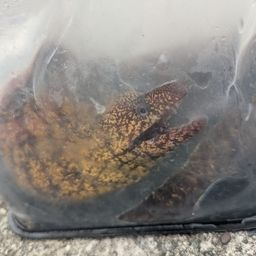 ウツボ