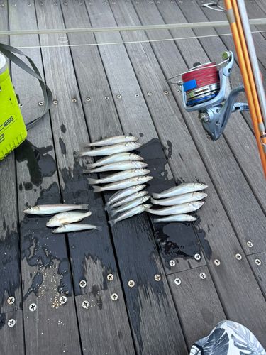 シロギスの釣果