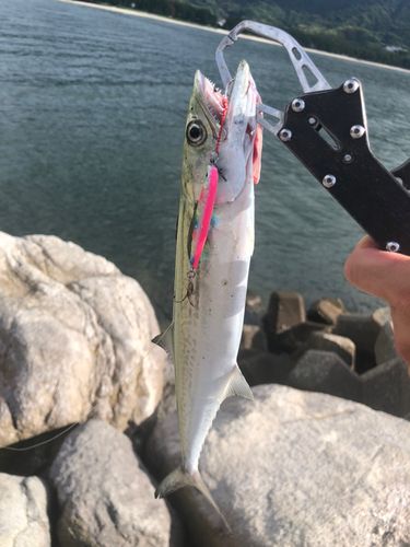 サゴシの釣果