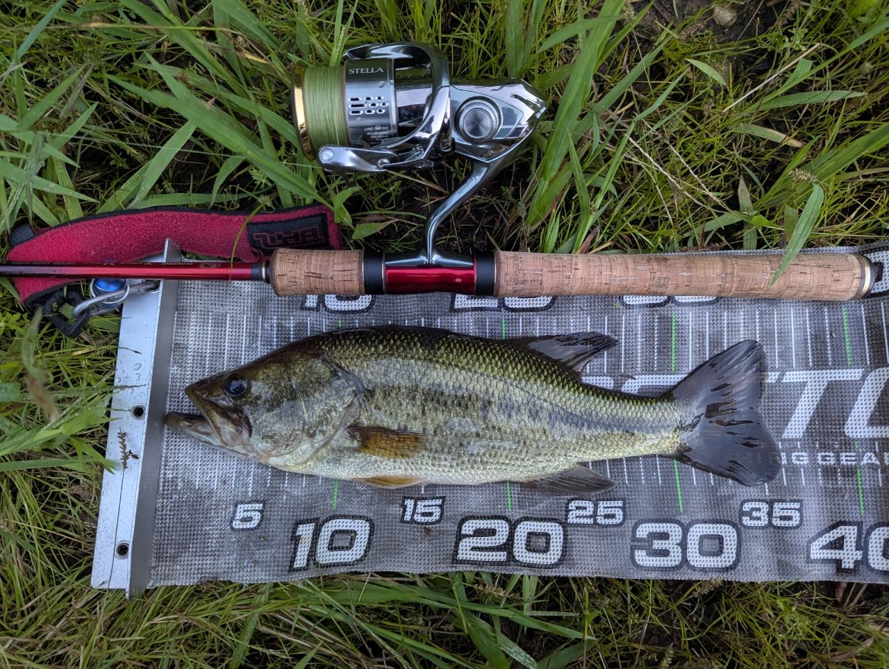 ラージマウスバス