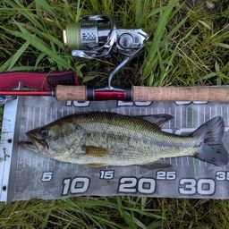 ラージマウスバス