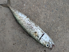 サバの釣果