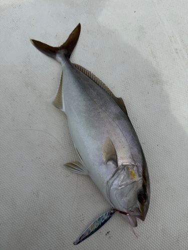 ネイリの釣果