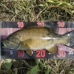 スモールマウスバス